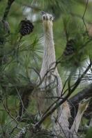 fluitend reiger , Syrigma sibilatrix , iber moerassen, corrientes provincie, Argentinië foto