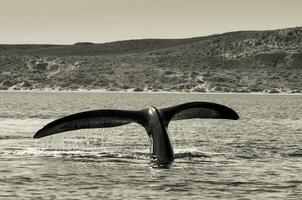 walvis Patagonië Argentinië foto