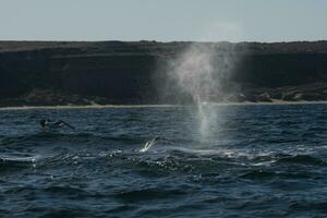 zuidelijk Rechtsaf walvissen in de oppervlak, schiereiland valdes, patagonië, argentinië foto
