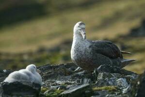 antartiek reusachtig stormvogel, hannah punt, livingston eiland, zuiden shetland , antraciet foto