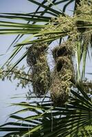 goudgevleugeld cacique, cacicus chrysopterus, nestelen, pantanal, mato grof, Brazilië. foto