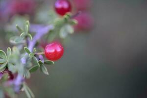 piquilln, fruit in de caldn bos, pampa's, patagonië, argentinië foto