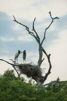 jabiru paar nestelen, pantanal, mato grof, Brazilië foto