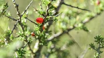 piquilln, fruit in de caldn bos, pampa's, patagonië, argentinië foto