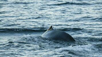 gebochelde walvis duiken, megaptera novaeangliae,antrtica. foto