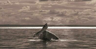 zuidelijk Rechtsaf walvis springen, bedreigd soorten, patagonië, argentinië foto