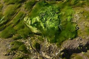 groen algen in aquatisch milieu , Patagonië, Argentinië. foto