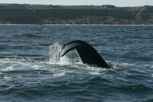 zuidelijk Rechtsaf walvis staart, schiereiland valdes, chubut, patagonië, argentinië foto