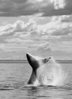 zuidelijk Rechtsaf walvis staart , schiereiland valdes Patagonië , Argentinië foto