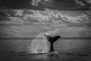 zuidelijk Rechtsaf walvis staart , schiereiland valdes Patagonië , Argentinië foto