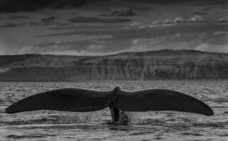 zuidelijk Rechtsaf walvis staart , schiereiland valdes Patagonië , Argentinië foto