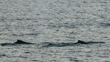 gebochelde walvis duiken, megaptera novaeangliae,antrtica. foto