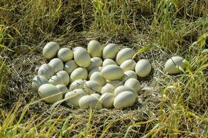 groter Rhea eieren in nest, Patagonië, Argentinië foto