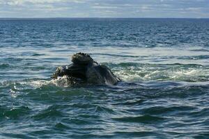 zuidelijk Rechtsaf walvis ademen in de oppervlak, schiereiland valdes, UNESCO wereld erfgoed plaats, patagonië, argentinië foto