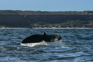 zuidelijk Rechtsaf walvis staart, schiereiland valdes, chubut, patagonië, argentinië foto