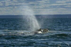 zuidelijk Rechtsaf walvis ademen in de oppervlak, schiereiland valdes, UNESCO wereld erfgoed plaats, patagonië, argentinië foto