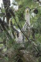 fluitend reiger , Syrigma sibilatrix , iber moerassen, corrientes provincie, Argentinië foto