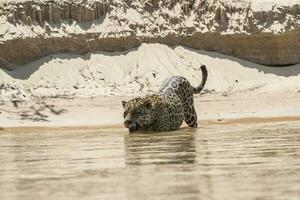 jaguar zwemmen in de cuaiaba rivier- ,pantanal,mato grosso, brazilië foto