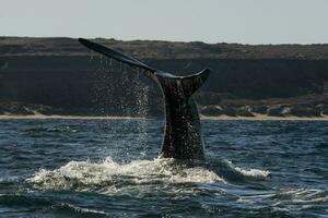 zuidelijk Rechtsaf walvis staart, schiereiland valdes, chubut, patagonië, argentinië foto