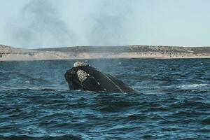 zuidelijk Rechtsaf walvis walvis ademen, schiereiland valdes, UNESCO wereld erfgoed plaats, chubut provincie, patagonië, argentinië foto