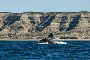 Rechtsaf walvis springen, schiereiland valdes, Patagonië , Argentinië foto