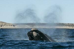 zuidelijk Rechtsaf walvis walvis ademen, schiereiland valdes, UNESCO wereld erfgoed plaats, chubut provincie, patagonië, argentinië foto