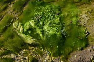 groen algen in aquatisch milieu , Patagonië, Argentinië. foto