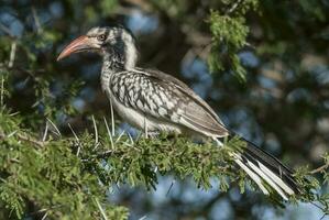 geel gefactureerd neushoornvogel, Afrika foto