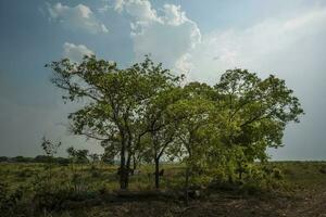 pantanal platteland, mato grosso provincie, Brazilië foto