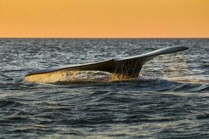 een walvis in de water foto