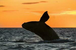 een walvis in de water foto