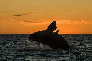 een walvis in de water foto