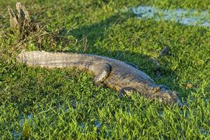 groot alligators houdende in de gras foto