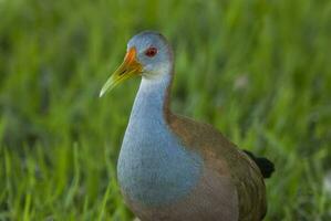 een reusachtig houtrail vogel met een rood bek staand in de gras foto