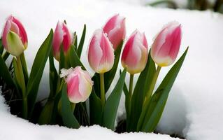 roze tulpen groeit uit van de sneeuw. ai, generatief ai foto