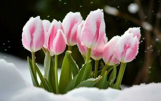 roze tulpen groeit uit van de sneeuw. ai, generatief ai foto