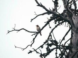 knoestig kaal boom. silhouet van een vogel zittend Aan een kaal boom, vogel Aan een groot droog ceder boom. foto