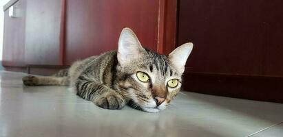 kat in kamer op zoek voor foto