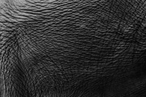 olifant huid materiaal structuur voor achtergrond. Aziatisch olifant zoogdier huid texturen. detailopname hoog detail mooi wild olifant structuur dier leer patroon. foto