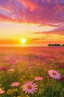 een zonovergoten madeliefje veld- uitrekken uit naar de horizon, met een levendig lucht van roze en oranje tinten. foto