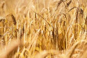 gerst veld- achtergrond structuur oren foto