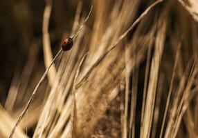 lieveheersbeestje in een gerst veld- zomer warmte geluk foto