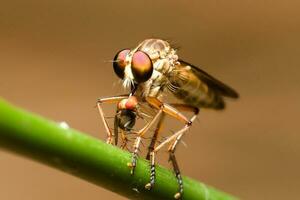 foto macro fobberen vlieg