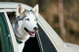 auto op reis met Siberisch schor hond leunde uit auto venster, schor hond profiel portret foto