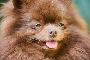 Pommeren spitz hond in de tuin, close-up gezicht portret foto