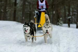 husky sledehonden team in harnas rennen en trekken hondenchauffeur. sledehondenraces. wintersport kampioenschap competitie. foto