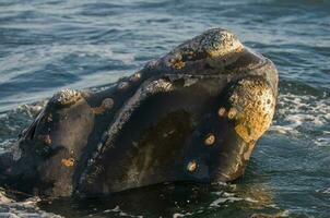 een walvis in de water foto