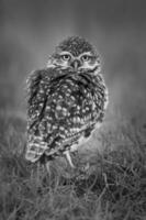 graven uil , Athene cunicularia, op zoek Bij de camera, la pampa provincie, Patagonië, Argentinië foto