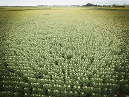 zonnebloem teelt, antenne visie, in pampa regio, Argentinië foto