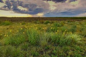 stormachtig lucht ten gevolge naar regen in de Argentijns platteland, la pampa provincie, Patagonië, Argentinië. foto